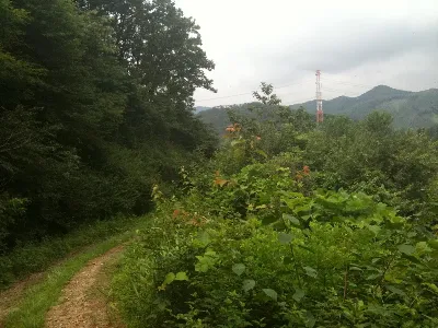 용인 묵리임도