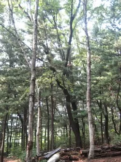 자작나무 숲