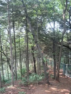 전나무 길