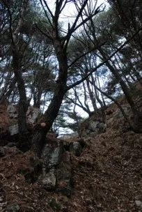 솔정자