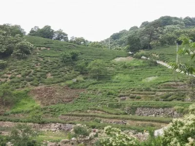 차 이야기