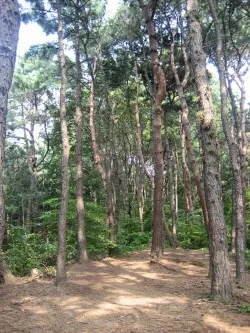 소나무 숲