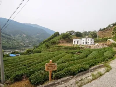 정금리 차밭